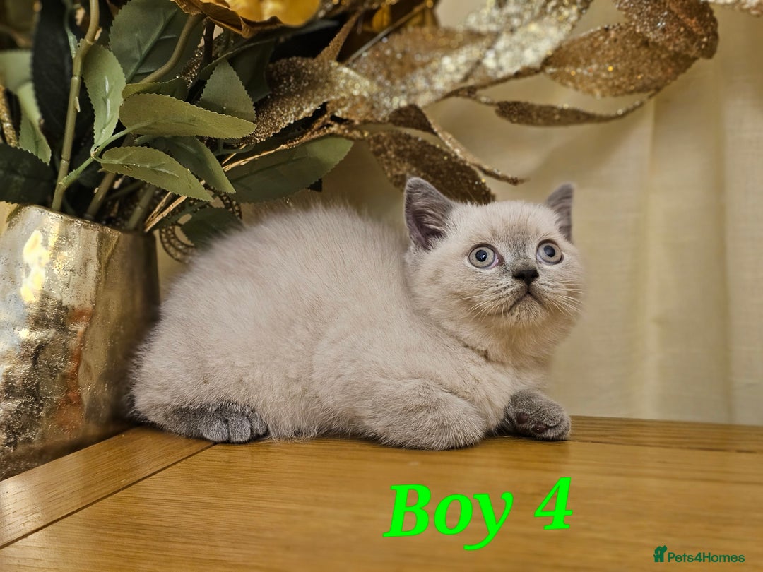 British Shorthair cats for sale: Last 4 male British Short-hair/long hair kittens  - Image 33