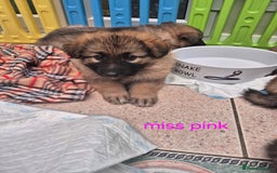 German Shepherd dogs for sale: Stunning blue and sable GSD puppies - Image 17