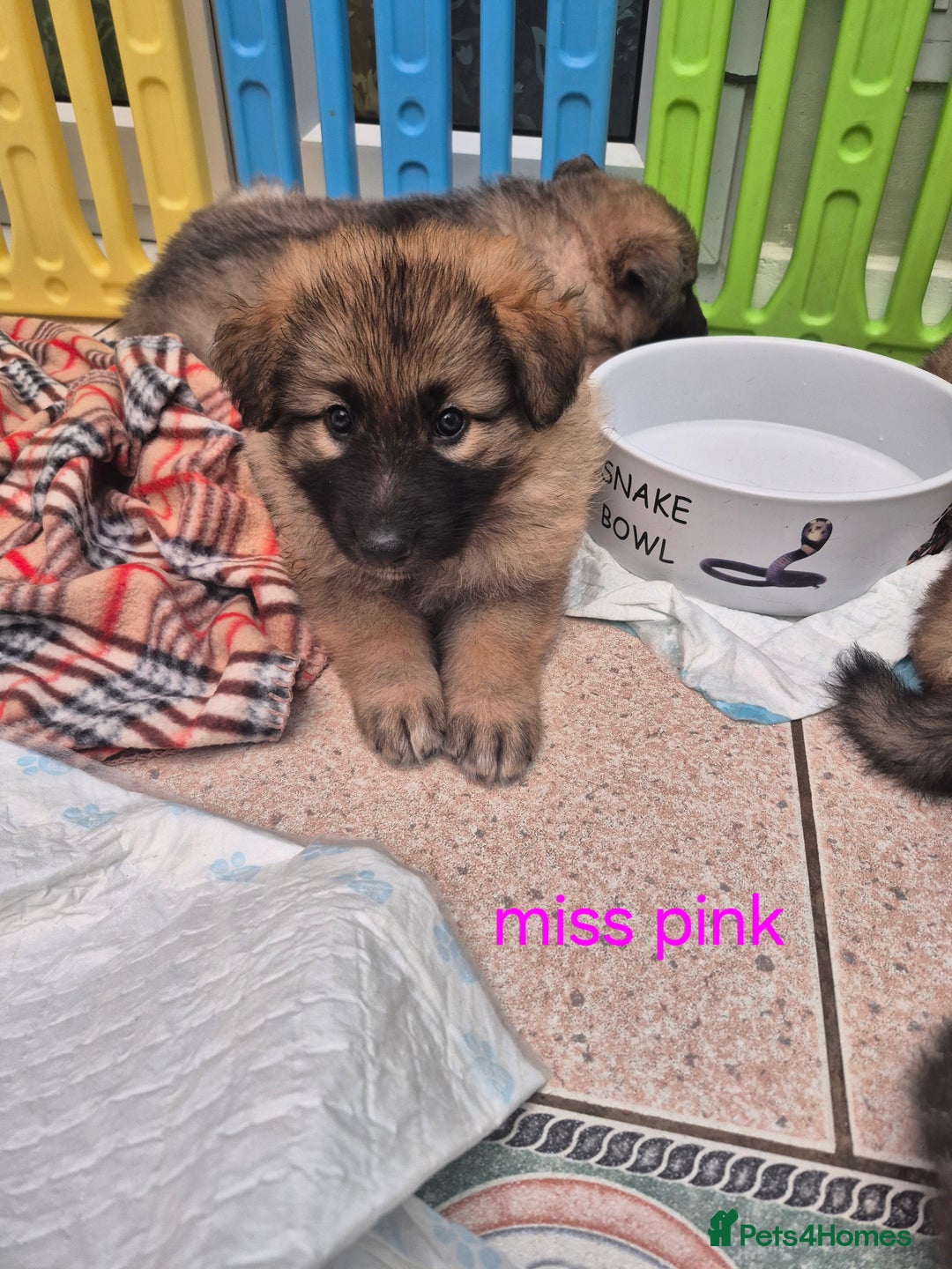 German Shepherd dogs for sale: Stunning blue and sable GSD puppies - Image 17