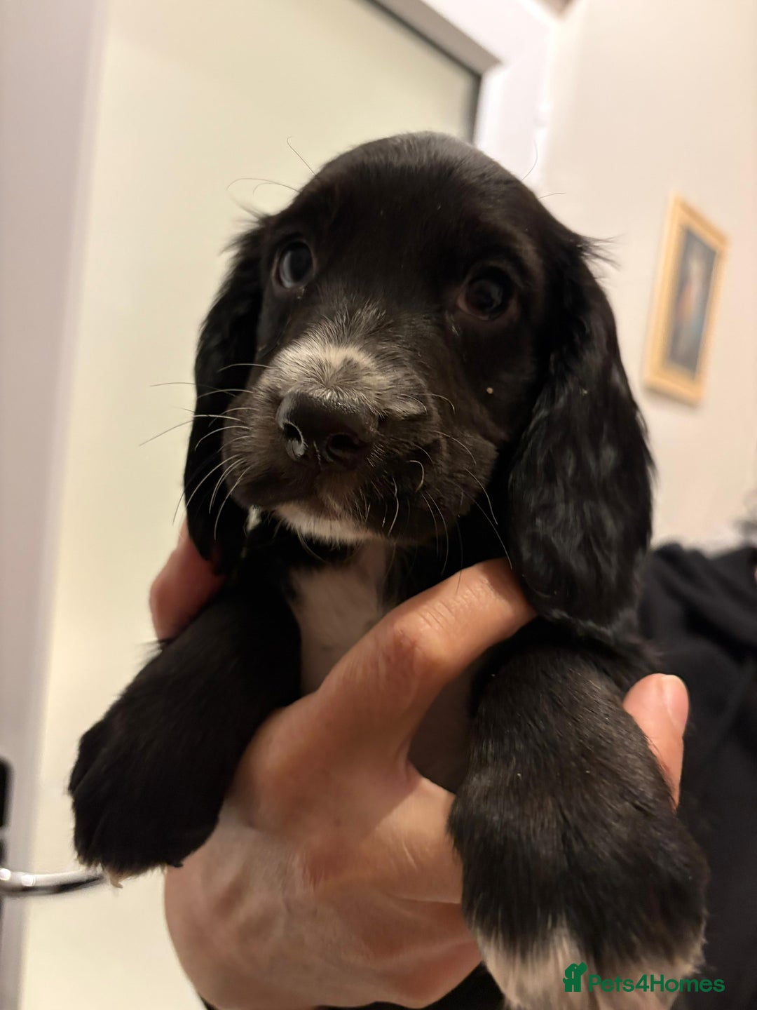 Cocker Spaniel dogs for sale: Show type KC and DNA health tested parents  - Advert 27