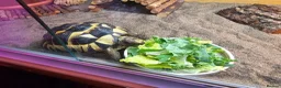Tortoise reptiles for sale: Spur-thighted tortoise and full set up  - Advert 1