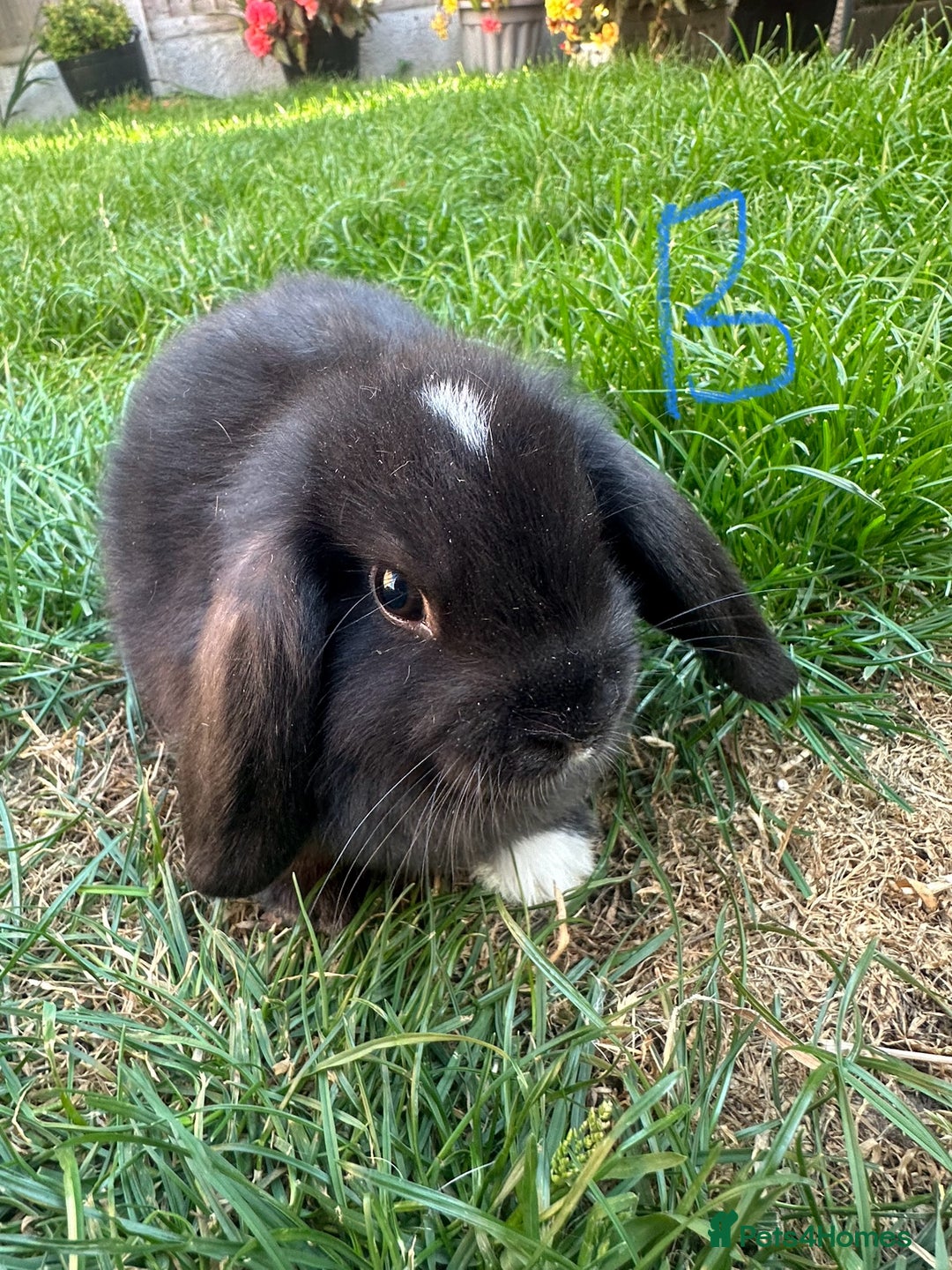 Mini Lop rabbits for sale: Mini Lop Rabbits For Sale  - Image 25