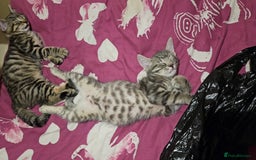 Domestic Shorthair cats for sale: Kittensss - Image 11