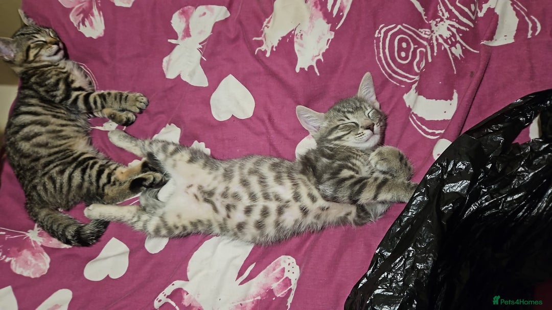 Domestic Shorthair cats for sale: Kittensss - Image 11