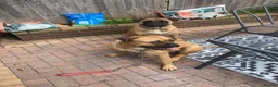 Bullmastiff dogs for sale: Bullmastiff female in Colwyn Bay - Advert 3