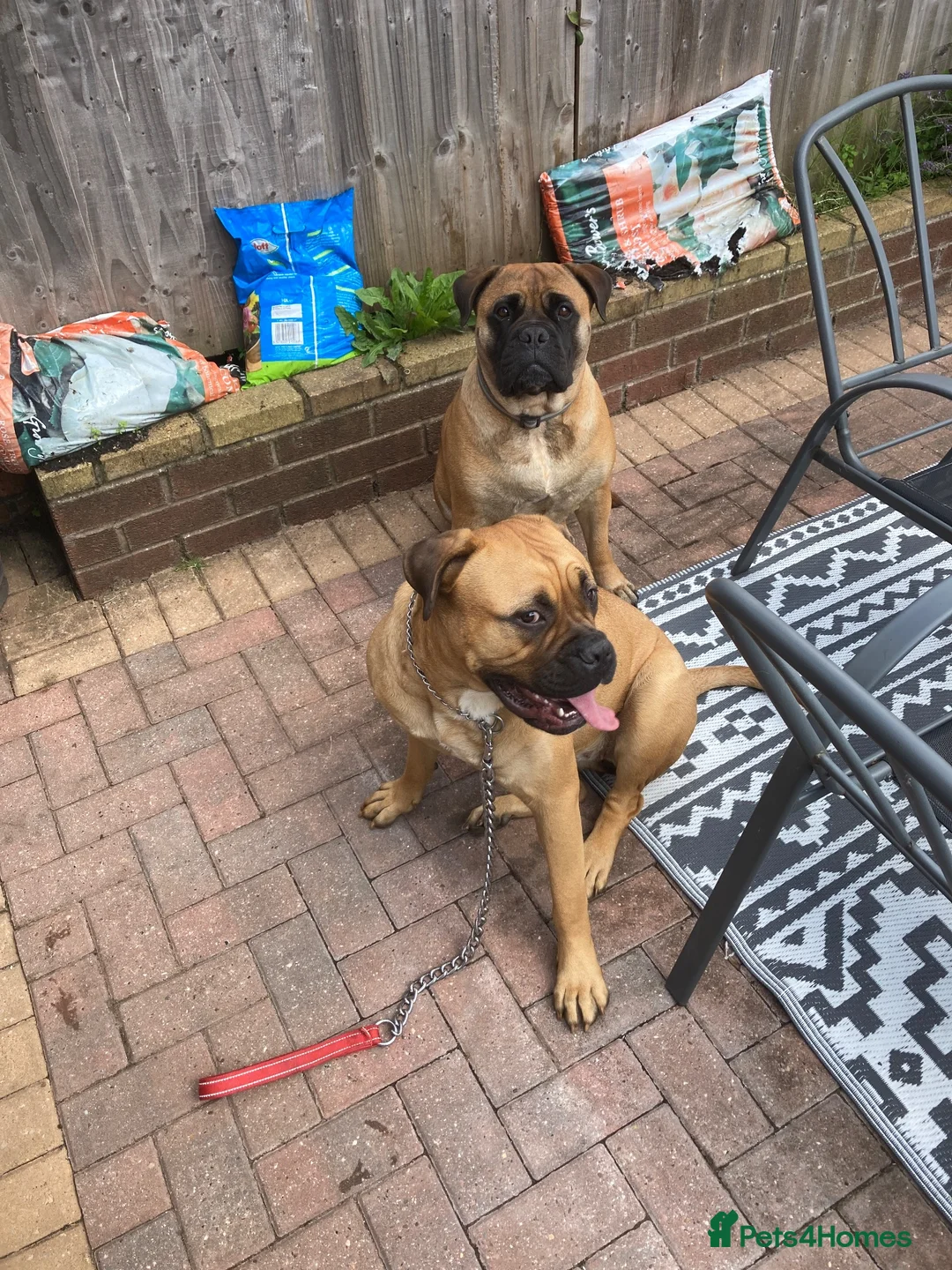 Bullmastiff dogs for sale: Bullmastiff female in Colwyn Bay - Advert 3