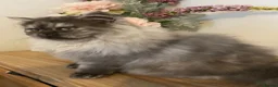 Persian cats for sale: Persian cat - Advert 3