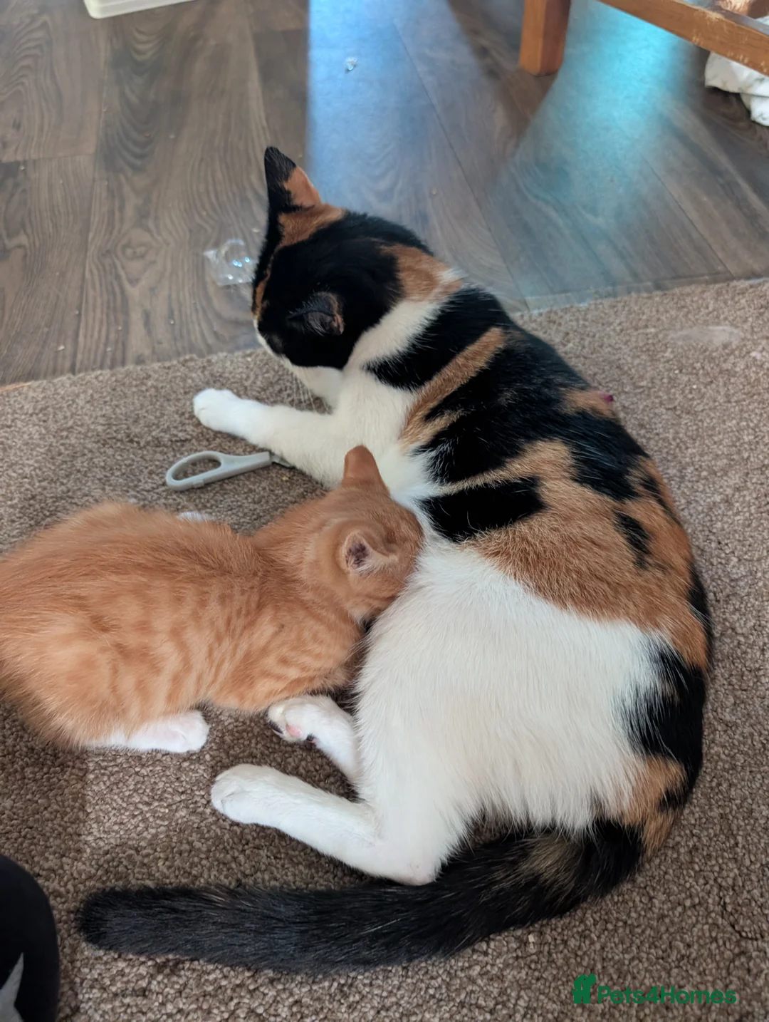 Domestic Shorthair cats for sale: Girl ginger kitten for sale  - Advert 2