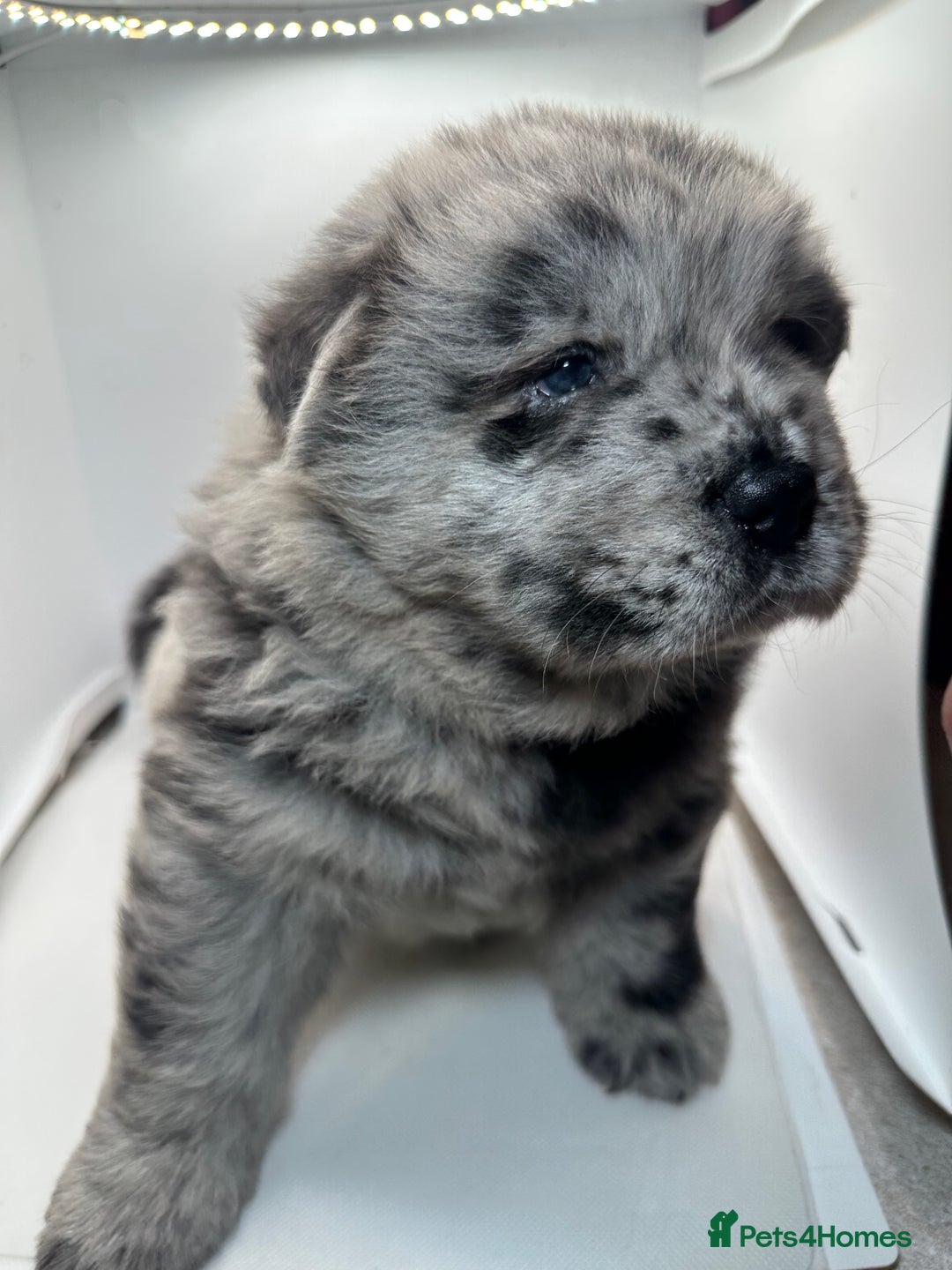 Chow Chow dogs for sale: Merle chow chow  - Advert 16