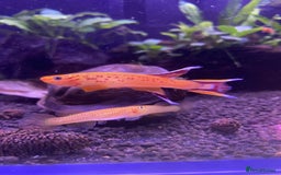 Live Bearers fish for sale: Killifish and Shrimp  - Image 2