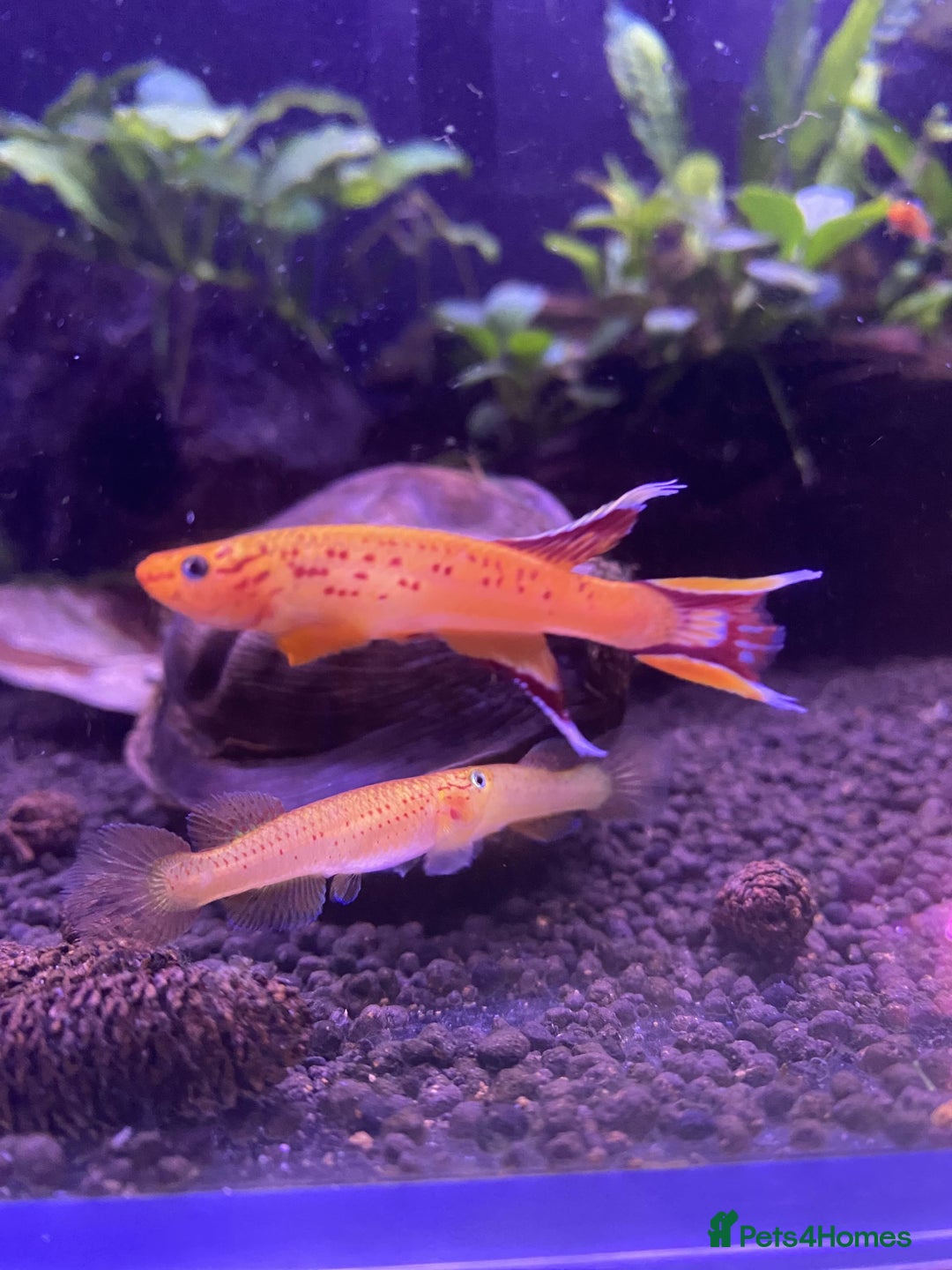 Live Bearers fish for sale: Killifish and Shrimp  - Image 2