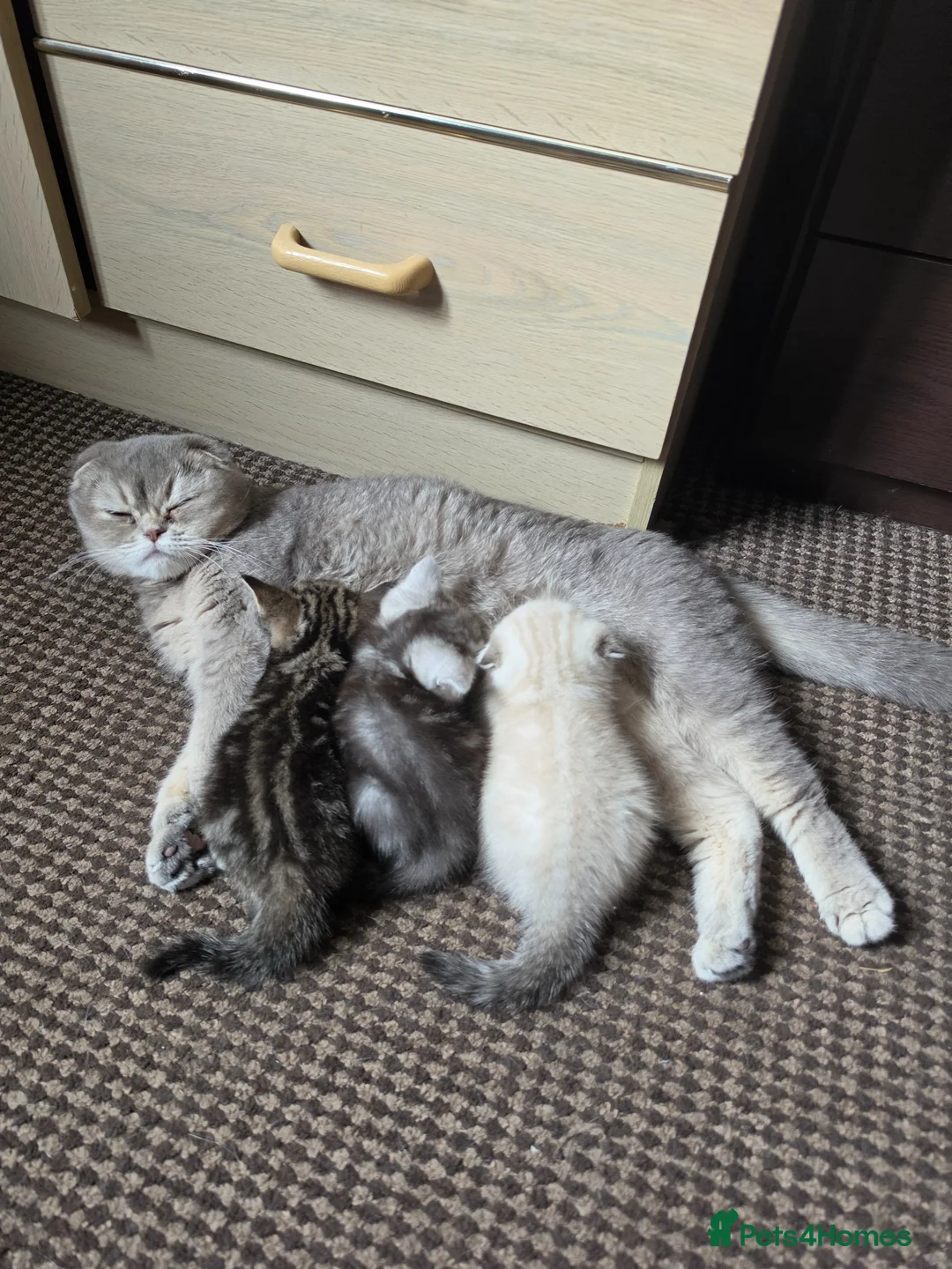 Scottish Fold cats for sale: Beautiful Scottish fold kittens  - Advert 1