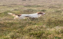 Irish Setter dogs for sale: 17 month old Irish Red & White Male Setter - Image 9