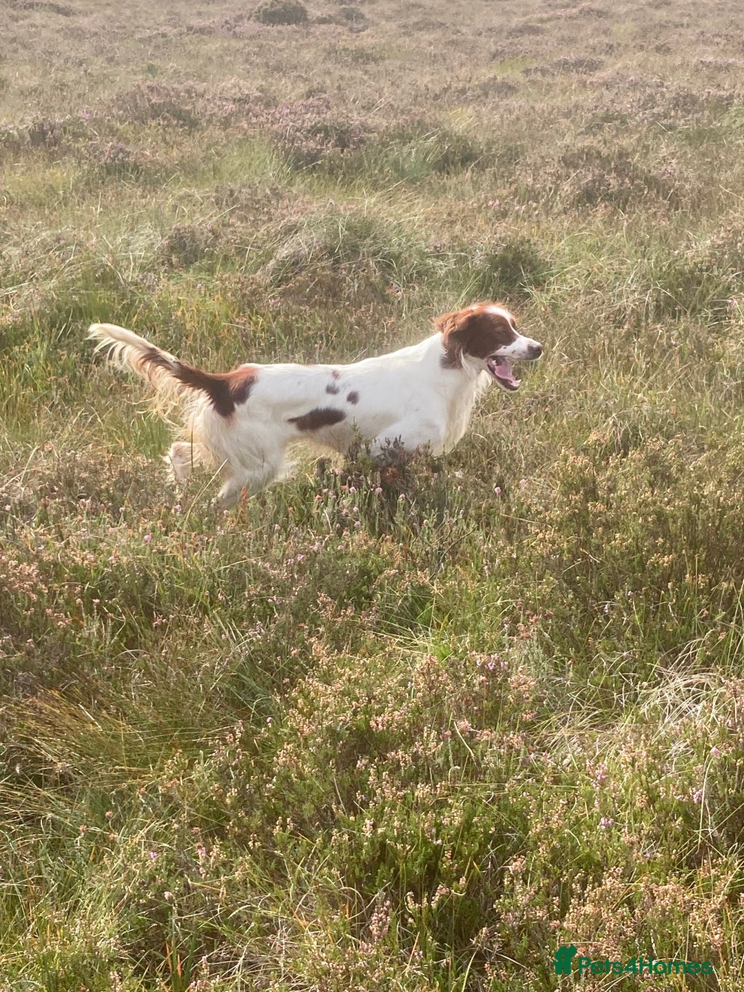 Irish Setter dogs for sale: 17 month old Irish Red & White Male Setter - Image 9