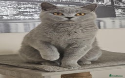 British Shorthair cats for sale: GCCF BSH Girl - Image 1