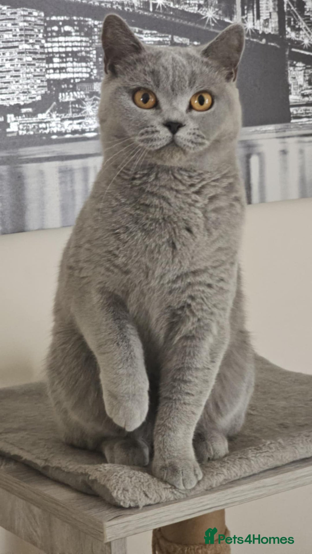 British Shorthair cats for sale: GCCF BSH Girl - Image 1