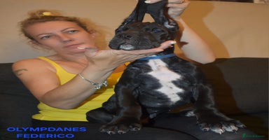 Great Dane dogs in Bathgate - Advert 9