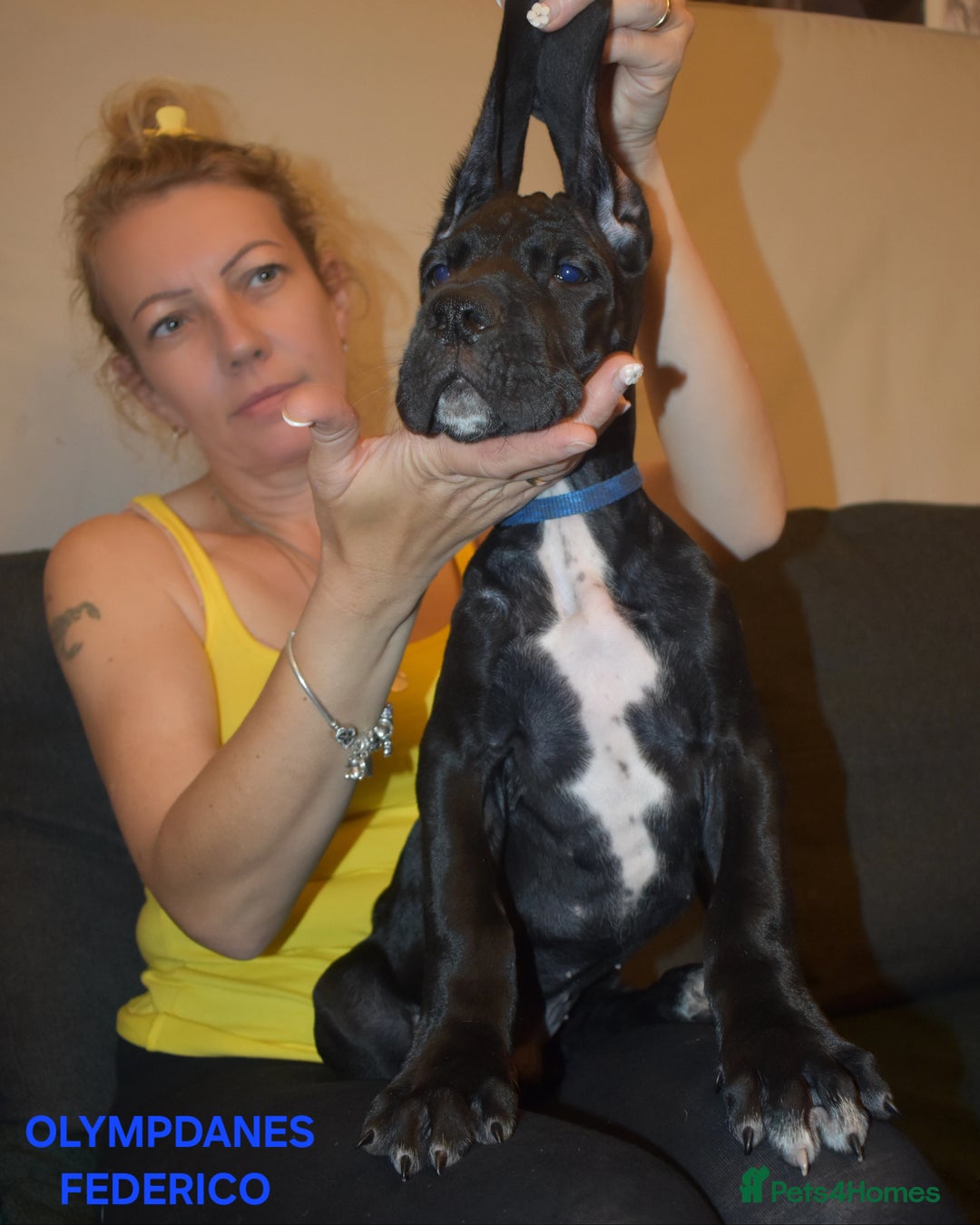 Great Dane dogs for sale: Great danes puppies KC ready!!! in Bathgate - Image 2