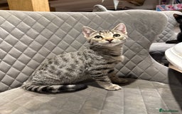 Bengal cats for sale: Stunning Bengal Kittens - Image 6
