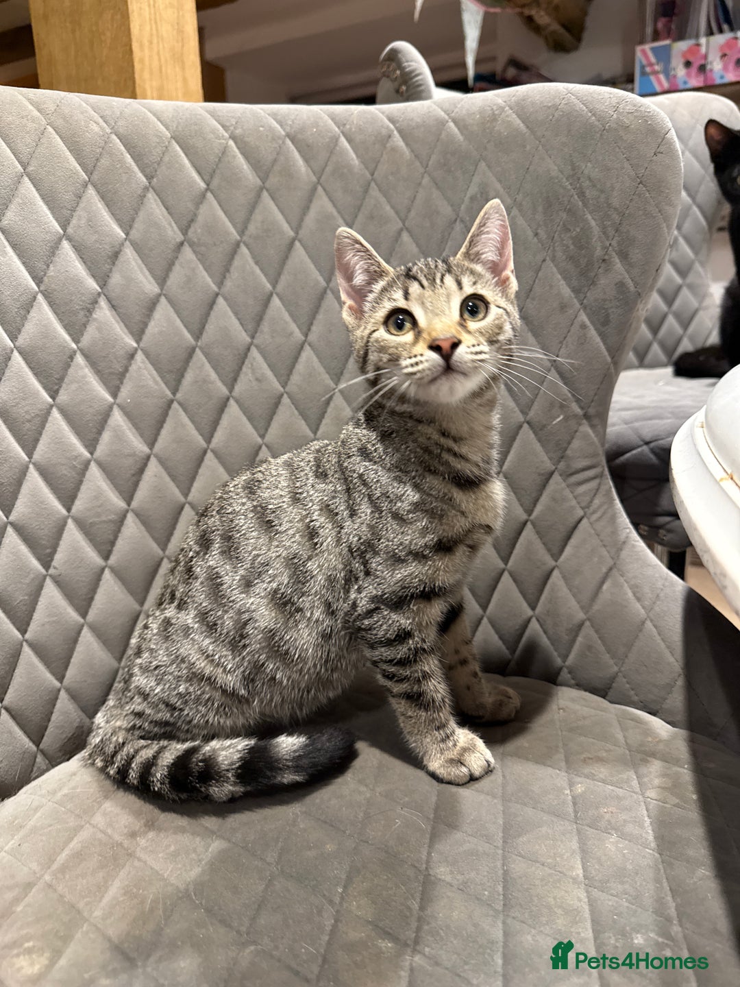 Bengal cats for sale: Stunning Bengal Kittens - Image 6