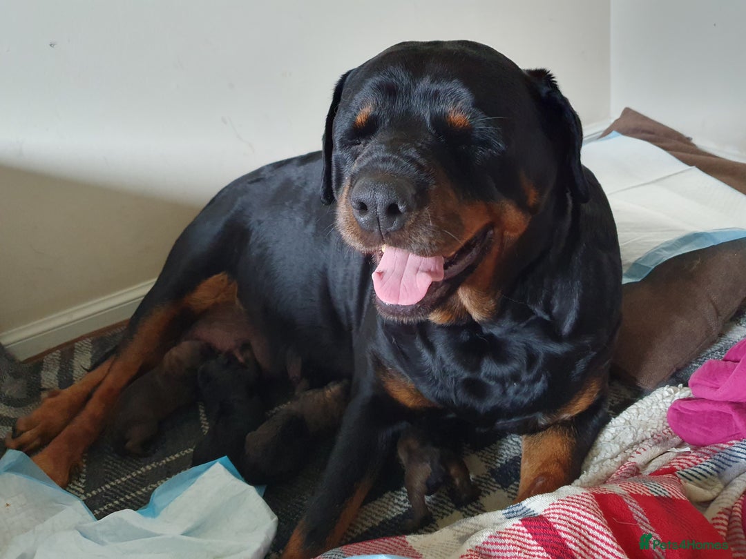 Mixed Breed dogs for sale: Rottweiler Ovcharka puppies in East Kilbride - Image 6