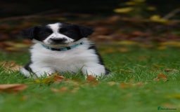 Sprollie dogs for sale: 7 Sprollie X Border Collie pups READY NOW - Image 17