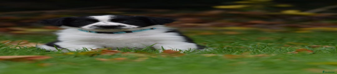 Sprollie Puppy 7