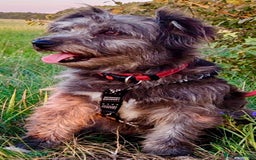 Norfolk Terrier dogs for adoption: Molly: The Tiny Puppy Who Survived the Forest - Image 3