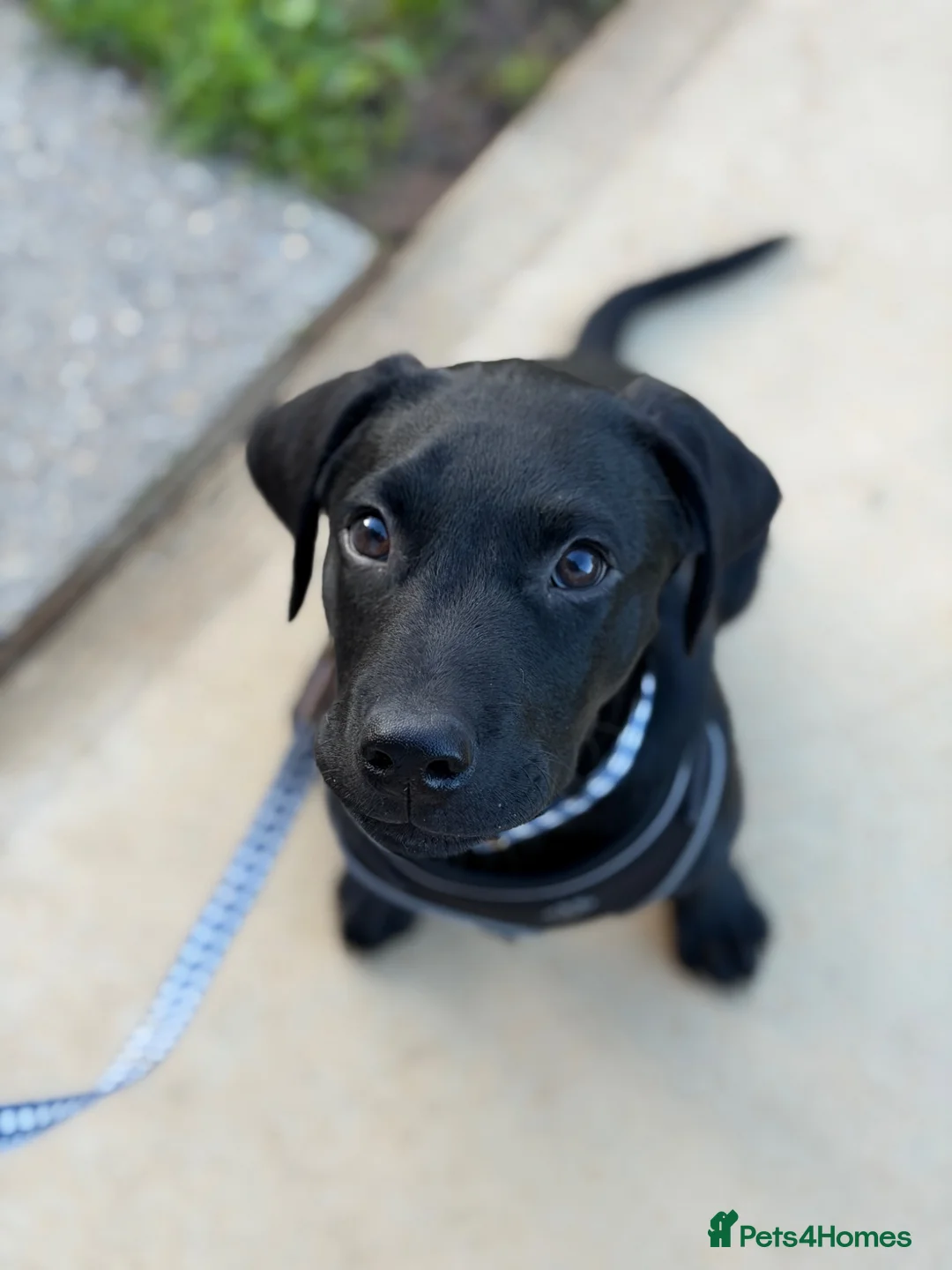 Labrador Retriever dogs for sale: Black Labrador Retreiver in Lowestoft - Advert 1