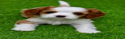 Cavalier King Charles Spaniel dogs for sale: Cavalier Boy Available - Advert 9