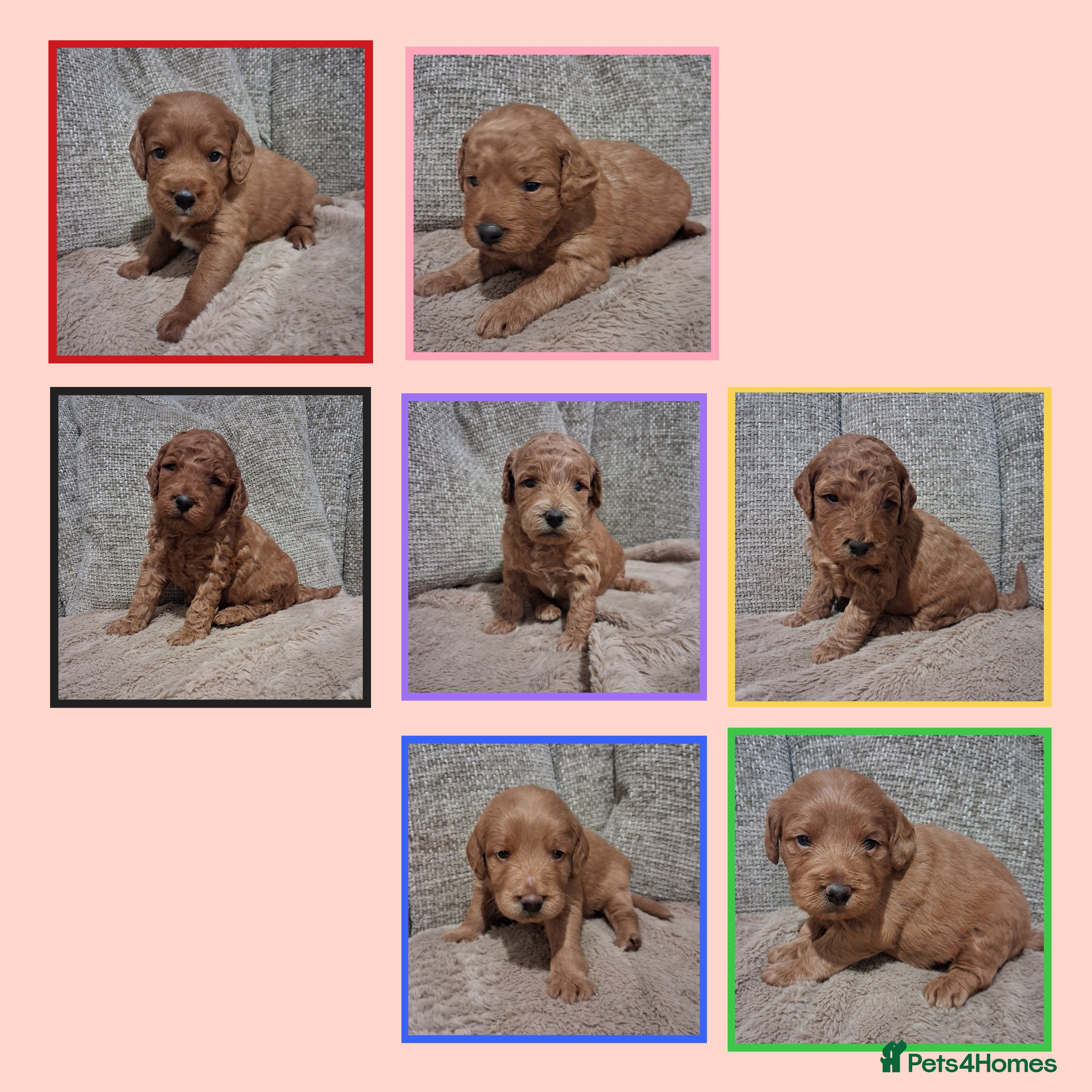 Labradoodle dogs Miniature F1b Labradoodles - Advert 3