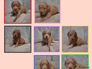 Labradoodle dogs Miniature F1b Labradoodles - Advert 3