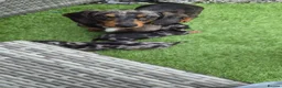 Miniature Dachshund dogs for sale: Two adorable Dapple Miniature Dachshund Puppies in Llangadog - Advert 1
