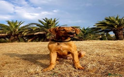 Mixed Breed dogs for sale: Loving home wanted - Image 2