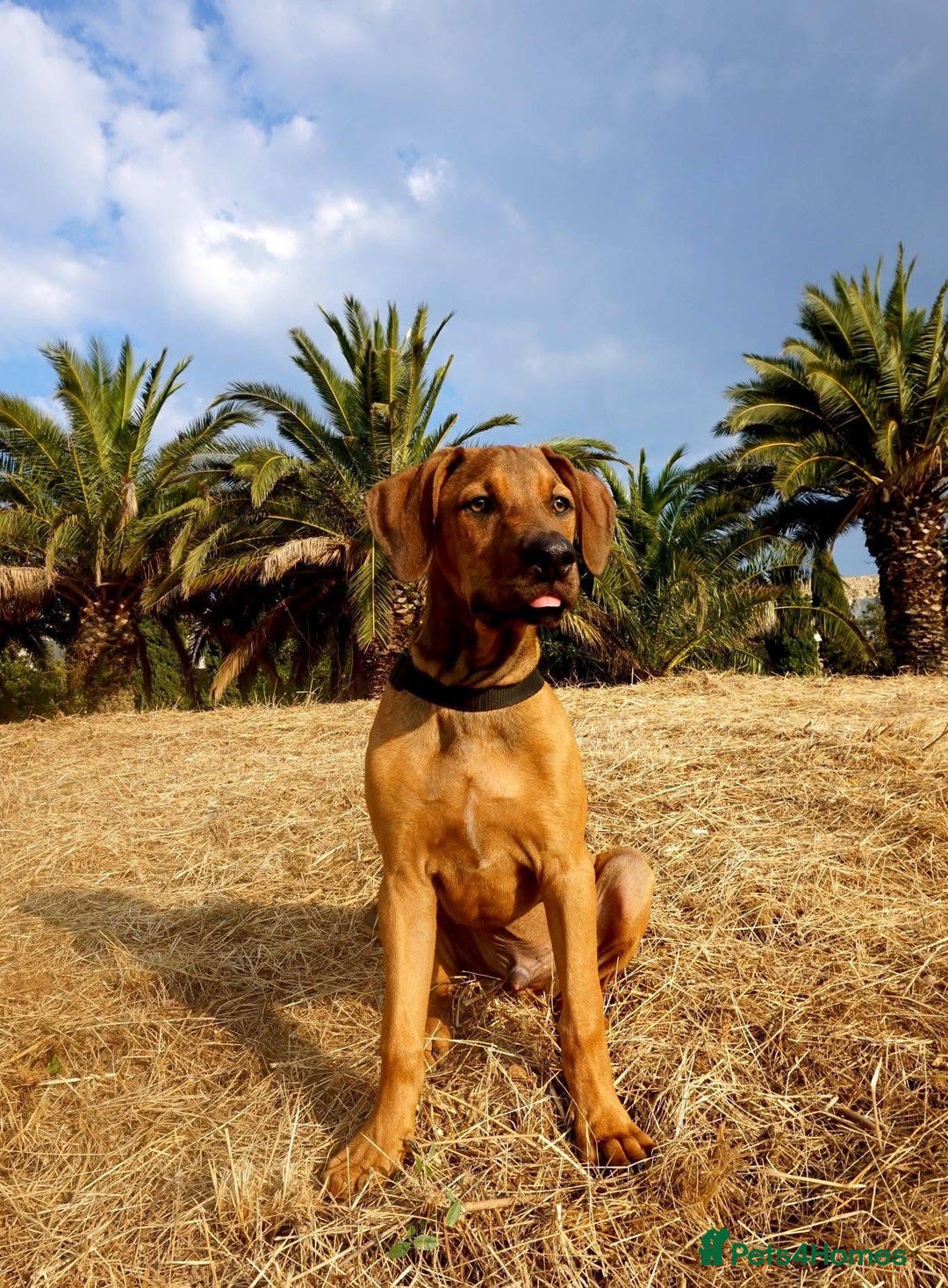 Mixed Breed dogs for sale: Loving home wanted - Image 2