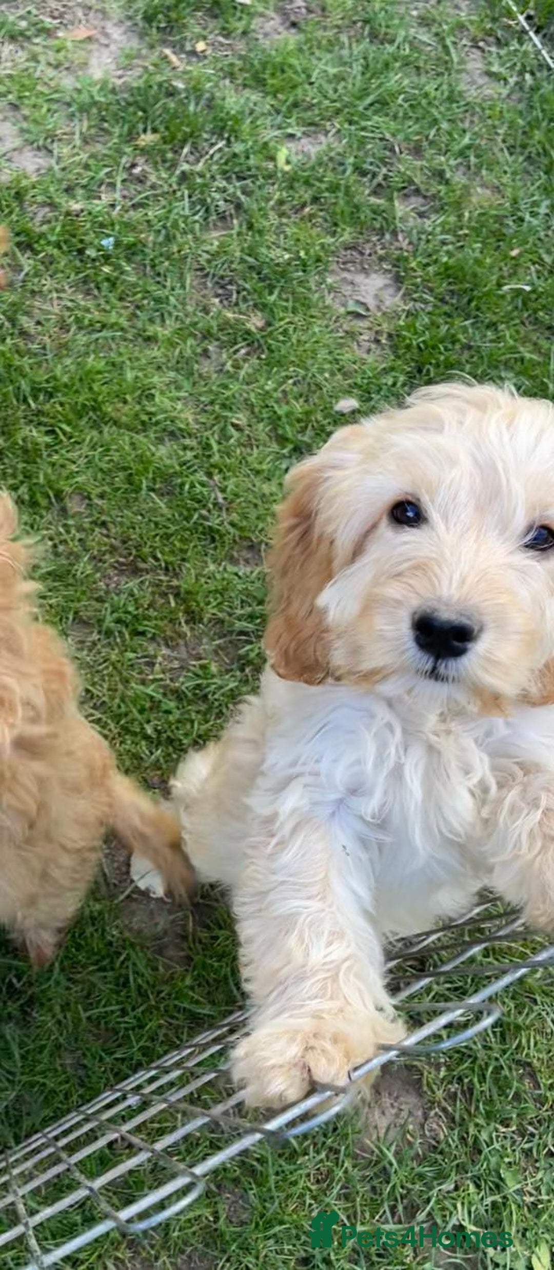 Cockapoo dogs for sale: Quality cockapoo pups  - Image 17