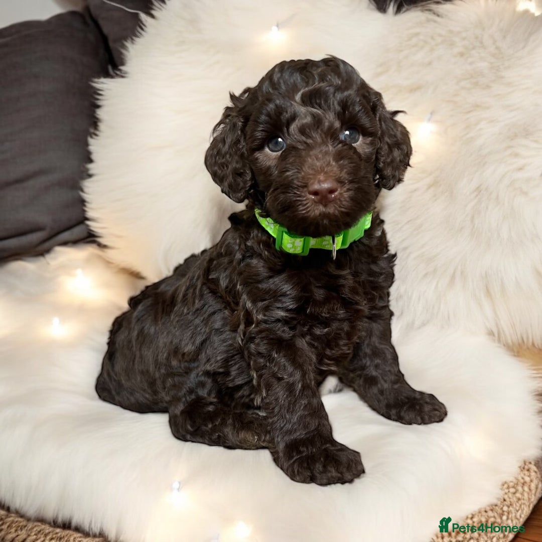 Toy Poodle dogs for stud: KC CHOCOLATE PHANTOM TOY POODLE in Willenhall - Image 14