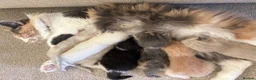 Ragdoll cats for sale: Seven Beautiful Ragdoll Kittens - Advert 3