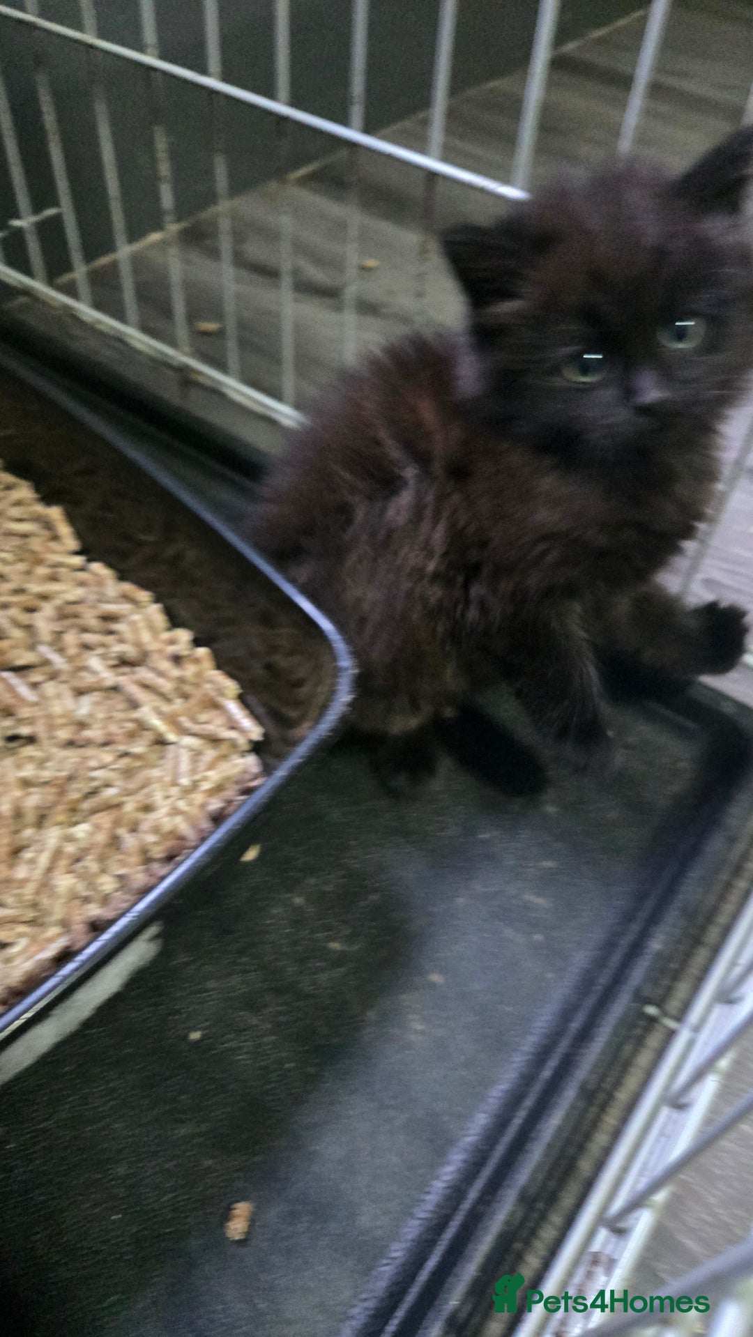 Mixed Breed cats for sale: Black fluffy female kitten  - Advert 3