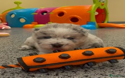 Mixed Breed dogs for sale: Genuine Chowski puppies  - Image 18