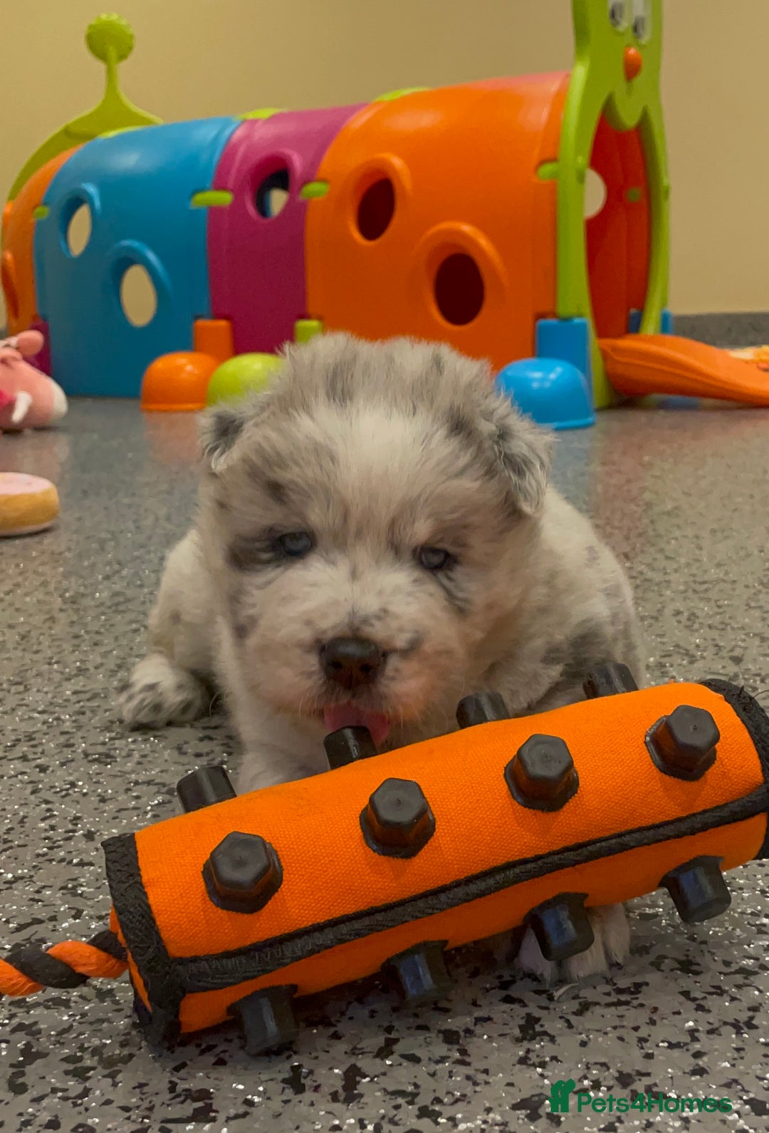Mixed Breed dogs for sale: Genuine Chowski puppies  - Image 18