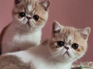 Exotic cats OUTSTANDING QUALITY EXOTIC KITTENS - Advert 2