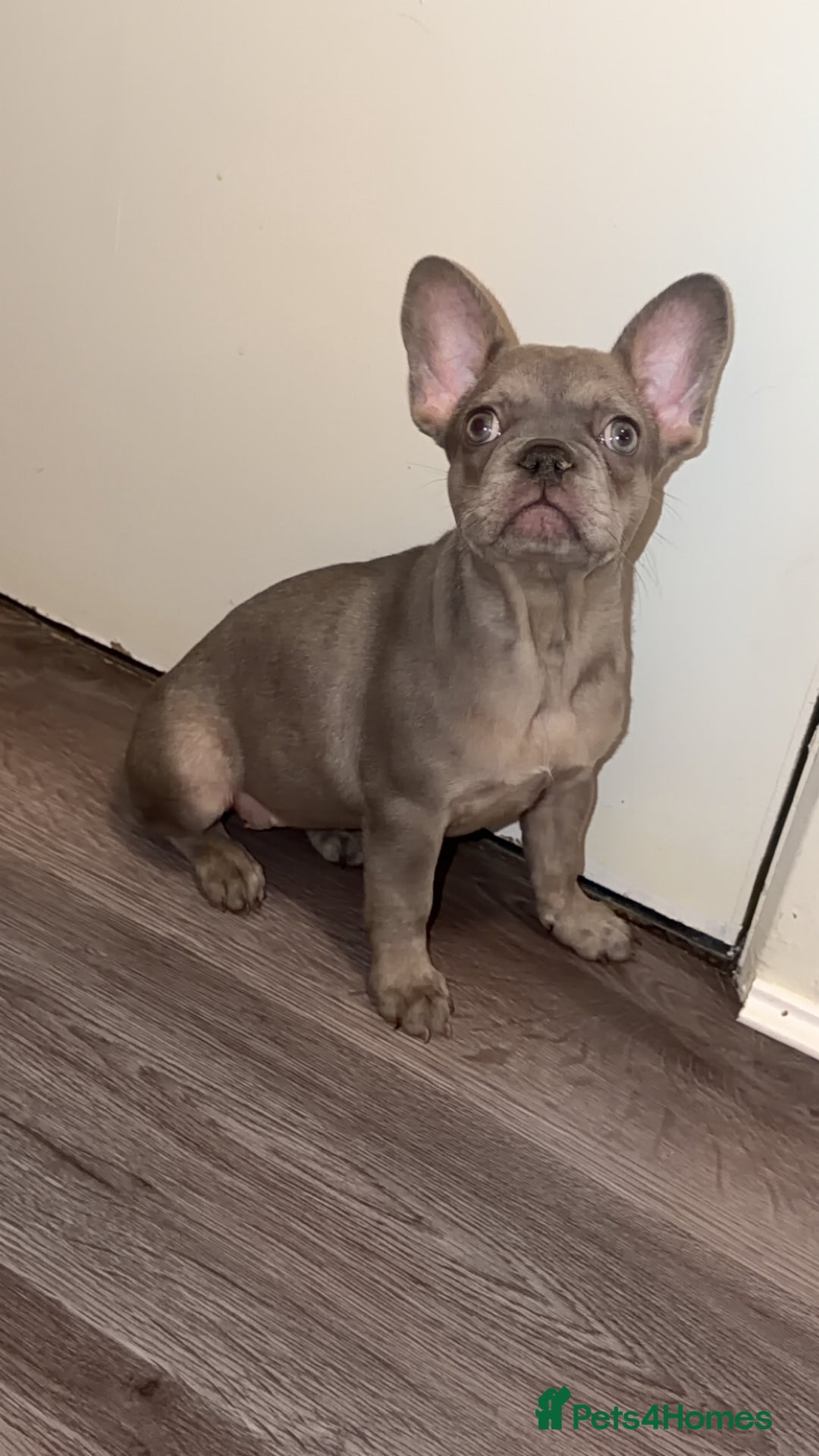 French Bulldog dogs for sale: French bulldogs  - Advert 1