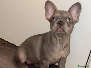 French Bulldog dogs French bulldogs - Advert 3