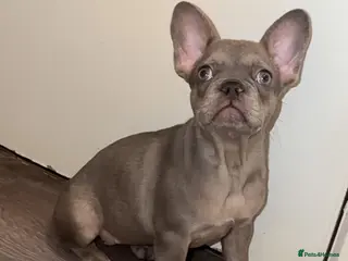 French Bulldog dogs French bulldogs - Advert 3