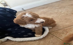 Australian Labradoodle dogs for sale: Australian Labradoodles - Image 5