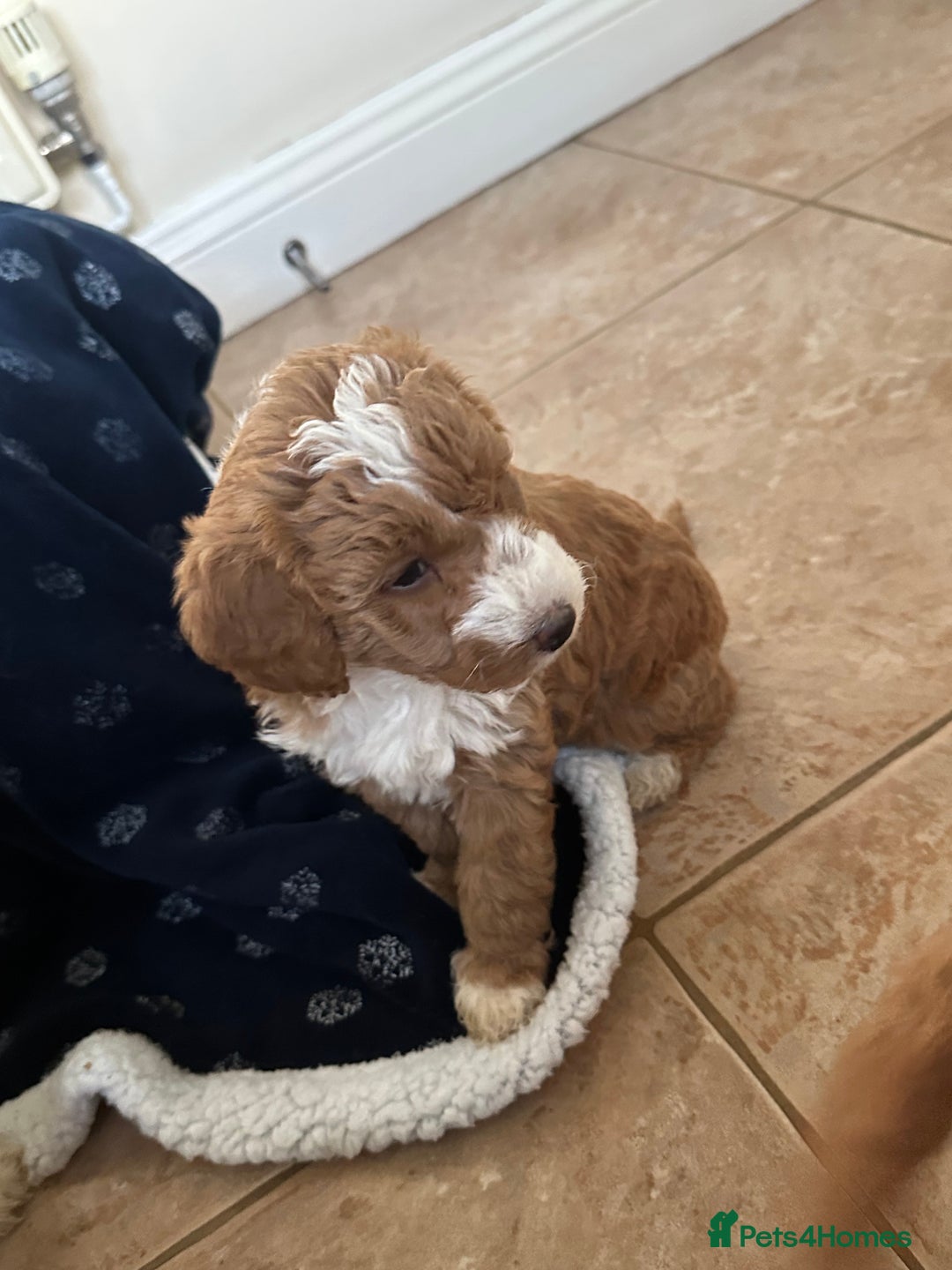 Australian Labradoodle dogs for sale: Australian Labradoodles - Image 5