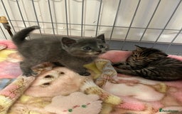 Mixed Breed cats for sale: Exotic cross kittens  - Image 6