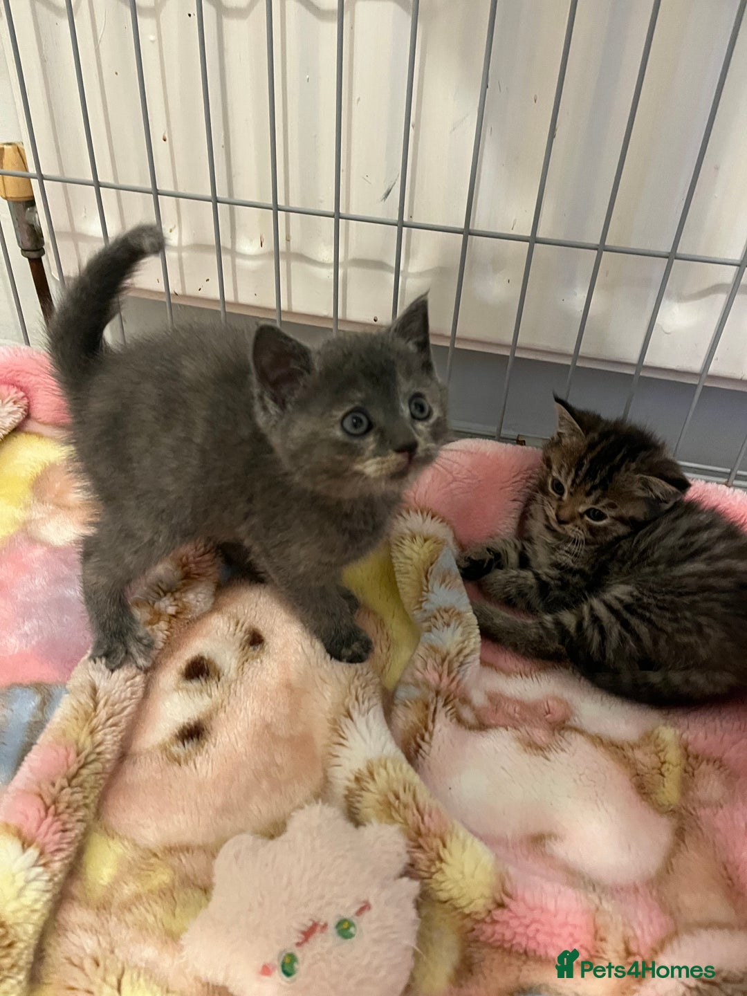Mixed Breed cats for sale: Exotic cross kittens  - Image 6
