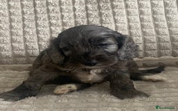 Cockapoo dogs for sale: Beautiful cockapoo puppies - Image 33